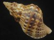 画像2: ゴウシュウボラ(Charonia lampas rubicunda) 美品 (2)