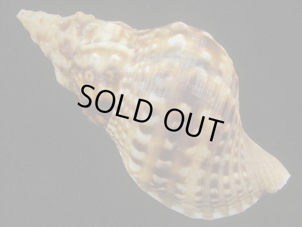 画像2: ゴウシュウボラ(Charonia lampas rubicunda) 美品 (2)