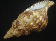 画像3: ゴウシュウボラ(Charonia lampas rubicunda) 美品 (3)
