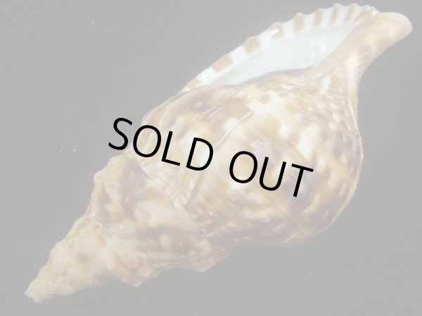 画像3: ゴウシュウボラ(Charonia lampas rubicunda) 美品 (3)