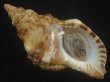 画像1: ゴウシュウボラ(Charonia lampas rubicunda) 特老成 (1)