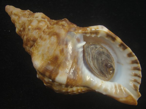 画像1: ゴウシュウボラ(Charonia lampas rubicunda) 特老成 (1)