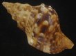 画像2: ゴウシュウボラ(Charonia lampas rubicunda) 特老成 (2)