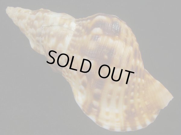 画像2: ゴウシュウボラ(Charonia lampas rubicunda) 老成　美品 (2)