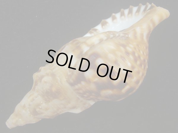 画像3: ゴウシュウボラ(Charonia lampas rubicunda) 老成　美品 (3)