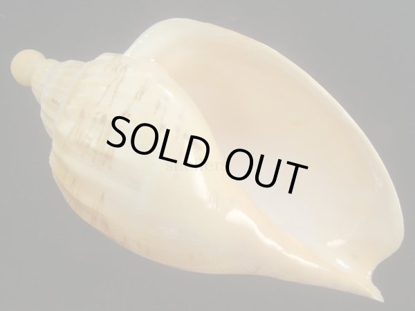 画像1: ダンシャクボラ(Livonia roadnightae) 大　老成 (1)