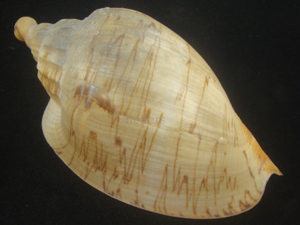 画像2: ダンシャクボラ(Livonia roadnightae) 大　老成 (2)