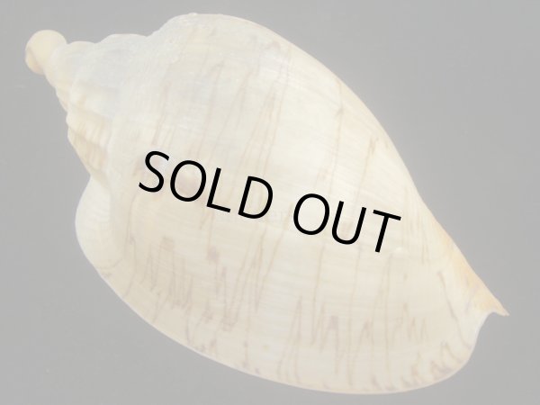 画像2: ダンシャクボラ(Livonia roadnightae) 大　老成 (2)