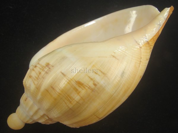 画像3: ダンシャクボラ(Livonia roadnightae) 大　老成 (3)