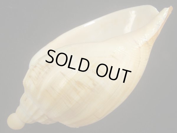 画像3: ダンシャクボラ(Livonia roadnightae) 大　老成 (3)