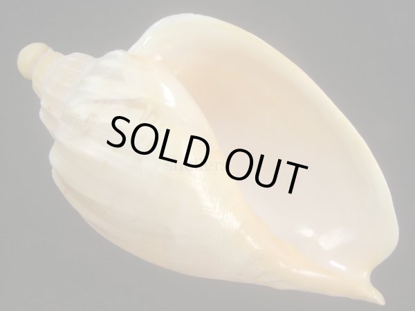 画像1: ダンシャクボラ(Livonia roadnightae) 老成　美品 (1)