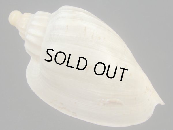 画像2: ダンシャクボラ(Livonia roadnightae) 老成　美品 (2)