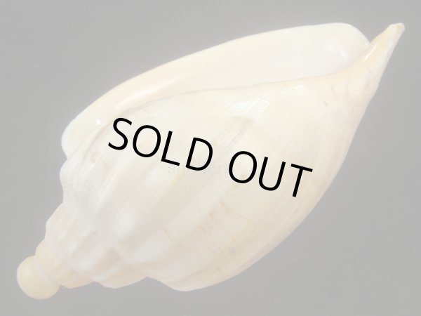 画像3: ダンシャクボラ(Livonia roadnightae) 老成　美品 (3)