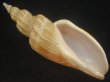 画像1: ニシキヒタチオビ(Fulgoraria concinna) 大　特老成　美品 (1)