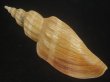 画像2: ニシキヒタチオビ(Fulgoraria concinna) 大　特老成　美品 (2)
