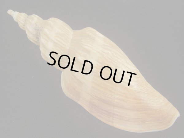 画像2: ニシキヒタチオビ(Fulgoraria concinna) 大　特老成　美品 (2)