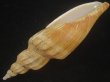 画像3: ニシキヒタチオビ(Fulgoraria concinna) 大　特老成　美品 (3)