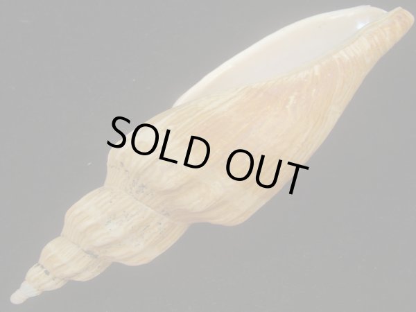 画像3: ニシキヒタチオビ(Fulgoraria concinna) 大　特老成　美品 (3)