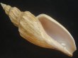 画像1: シワヒタチオビ(Psephaea concinna corrugata) 180ｍｍ　超特大　特老成 (1)