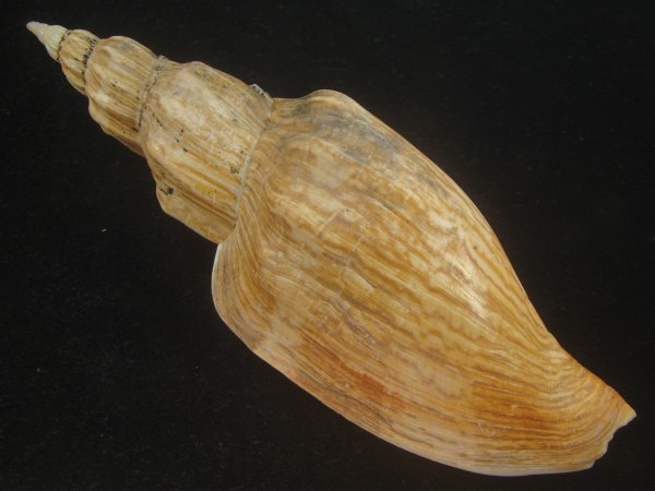 画像2: シワヒタチオビ(Psephaea concinna corrugata) 180ｍｍ　超特大　特老成 (2)