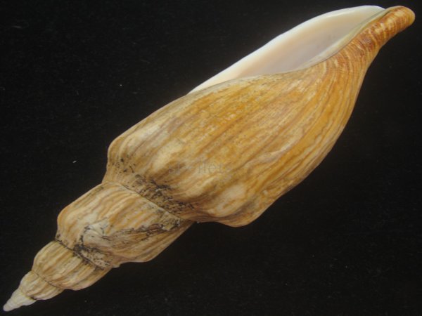 画像3: シワヒタチオビ(Psephaea concinna corrugata) 180ｍｍ　超特大　特老成 (3)