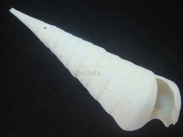 画像1: エンマノツノガイ(Campanile symbolicum) 死殻だけど美品 (1)