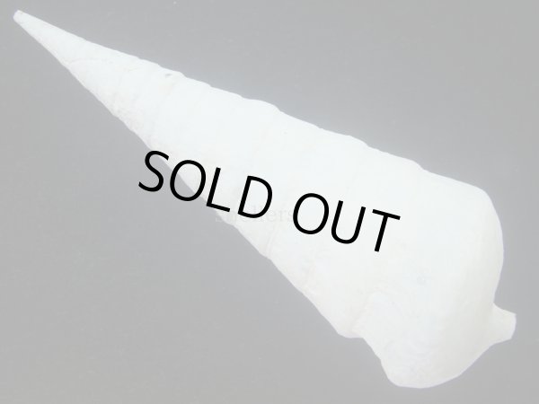 画像2: エンマノツノガイ(Campanile symbolicum) 死殻だけど美品 (2)