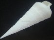 画像3: エンマノツノガイ(Campanile symbolicum) 死殻だけど美品 (3)