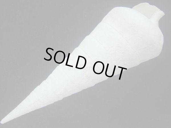 画像3: エンマノツノガイ(Campanile symbolicum) 死殻だけど美品 (3)