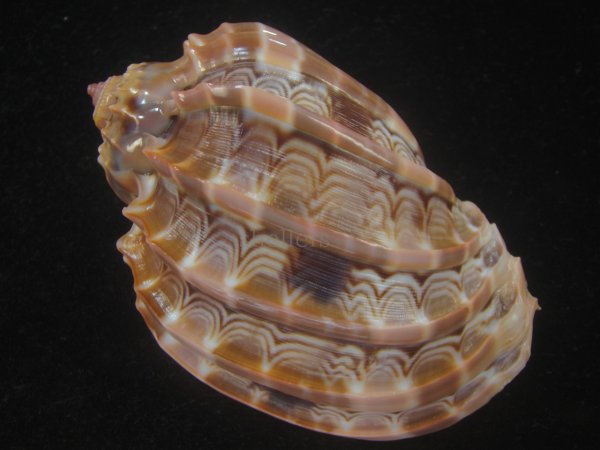 画像2: ガブレッティショクコウラ(Harpa cabriti)　濃色　美品 (2)