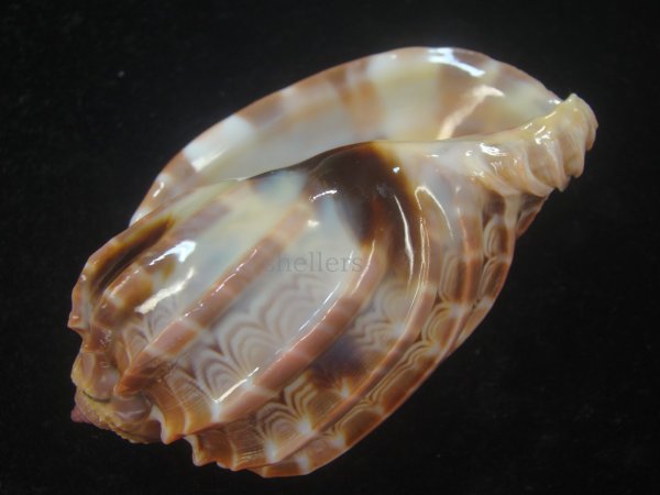 画像3: ガブレッティショクコウラ(Harpa cabriti)　濃色　美品 (3)