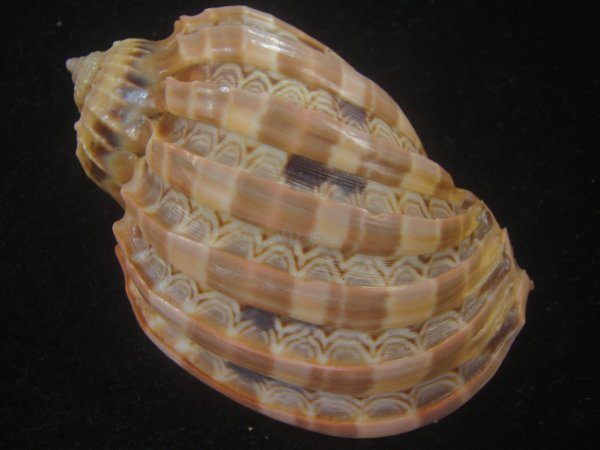 画像2: ガブレッティショクコウラ(Harpa cabriti) 老成　美品 (2)