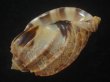 画像3: ガブレッティショクコウラ(Harpa cabriti) 老成　美品 (3)