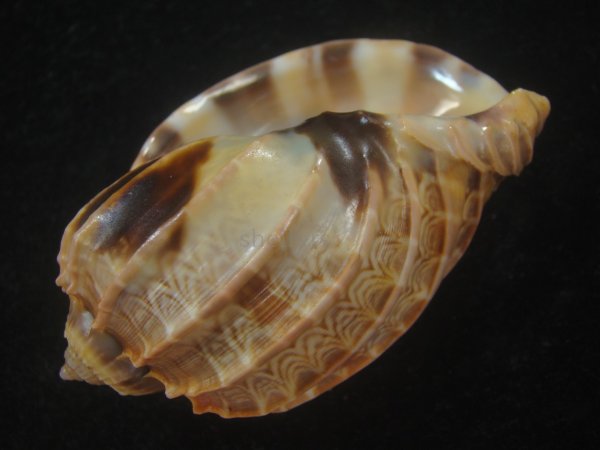 画像3: ガブレッティショクコウラ(Harpa cabriti) 老成　美品 (3)