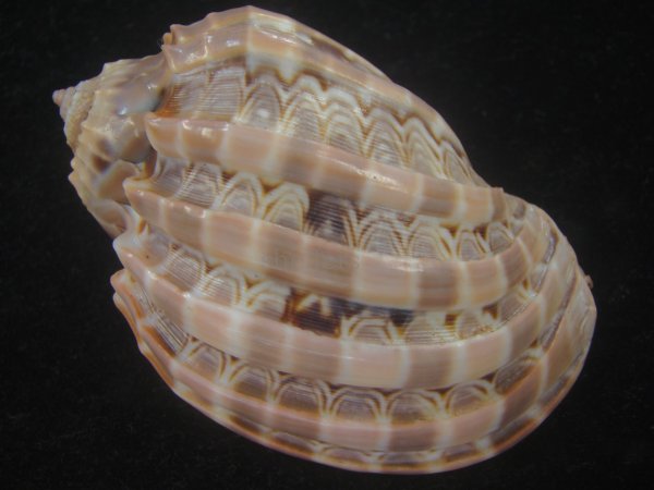 画像2: ガブレッティショクコウラ(Harpa cabriti) 老成　美品 (2)