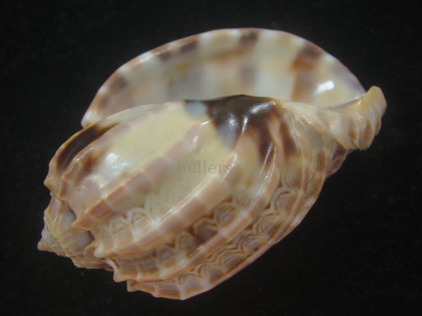 画像3: ガブレッティショクコウラ(Harpa cabriti) 老成　美品 (3)