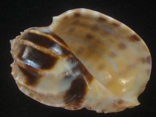 カブリティショクコウラ　Harpa Cabriti カブリティショクコウラ Harpa Cabriti Microshells: Harpa