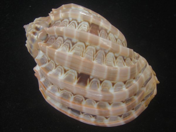 画像2: ガブレッティショクコウラ(Harpa cabriti) 老成　美品 (2)