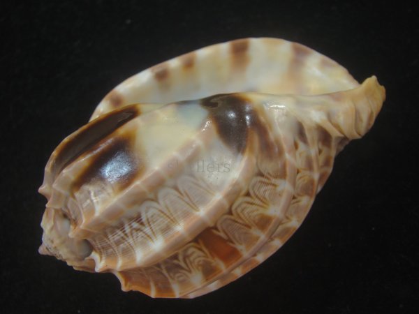 画像3: ガブレッティショクコウラ(Harpa cabriti) 老成　美品 (3)