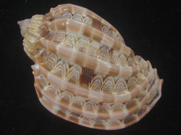 画像2: ガブレッティショクコウラ(Harpa cabriti) 老成　美品 (2)