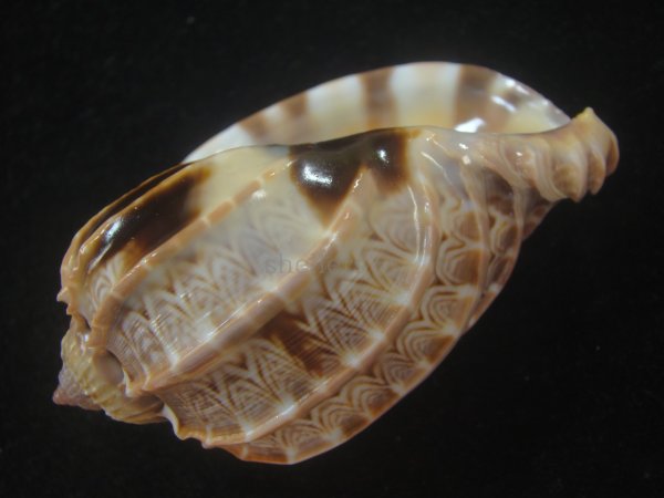 画像3: ガブレッティショクコウラ(Harpa cabriti) 老成　美品 (3)