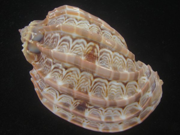 画像2: ガブレッティショクコウラ(Harpa cabriti) 大　老成　美品 (2)