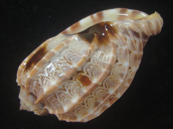 画像3: ガブレッティショクコウラ(Harpa cabriti) 大　老成　美品 (3)