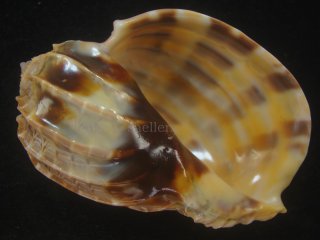 ショクコウラ5種shellコレクション　 マクラガイ・ショクコウラ類 - Kaiショップ