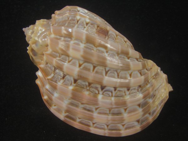 画像2: ガブレッティショクコウラ(Harpa cabriti) 大 (2)