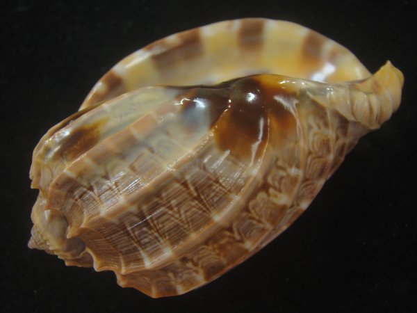 画像3: ガブレッティショクコウラ(Harpa cabriti) 大 (3)