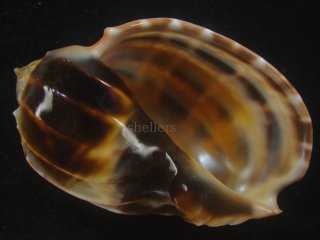 *ルテアミサカエショクコウラ　貝殻 標本 ミサカエショクコウラ 標本貝