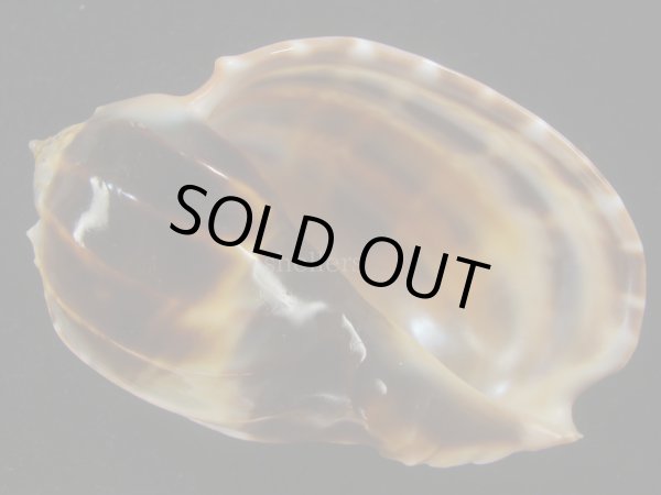 画像1: ガブレッティショクコウラ(Harpa cabriti) 大　濃色　美品 (1)