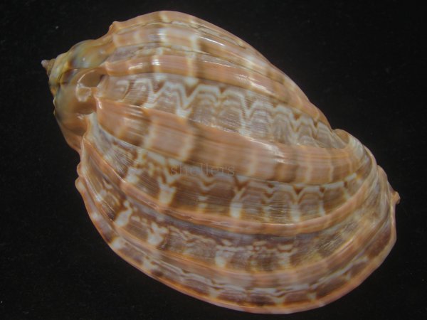 画像2: ガブレッティショクコウラ(Harpa cabriti) 大　濃色　美品 (2)