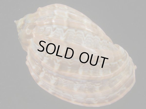 画像2: ガブレッティショクコウラ(Harpa cabriti) 大　濃色　美品 (2)